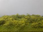 Waldlichtung Frühling